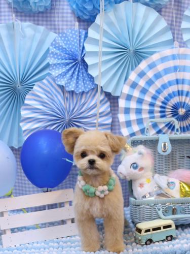 20231114だいくん